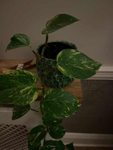 What to do with this stalk of plant 
