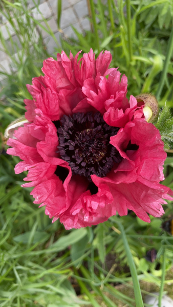 Happy Bee 🐝 day! Share your bee pictures 