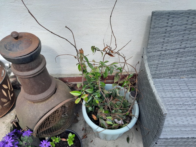 What have i done to my plant.