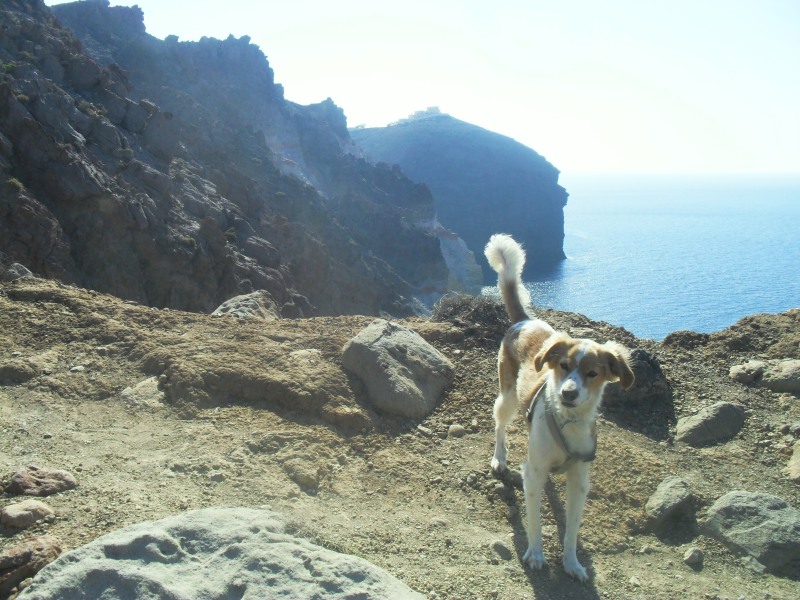 What is your dog's life story?
