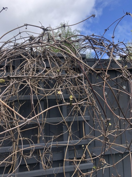 Should my clematis Montana be looking like this?!