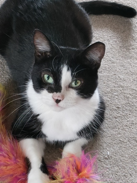 Cat with eye problem - dark spot on eyeball