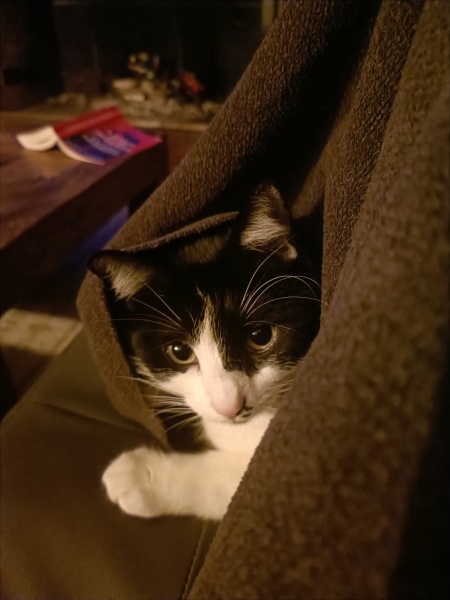 Let's have a happy thread. Show me your kitties.