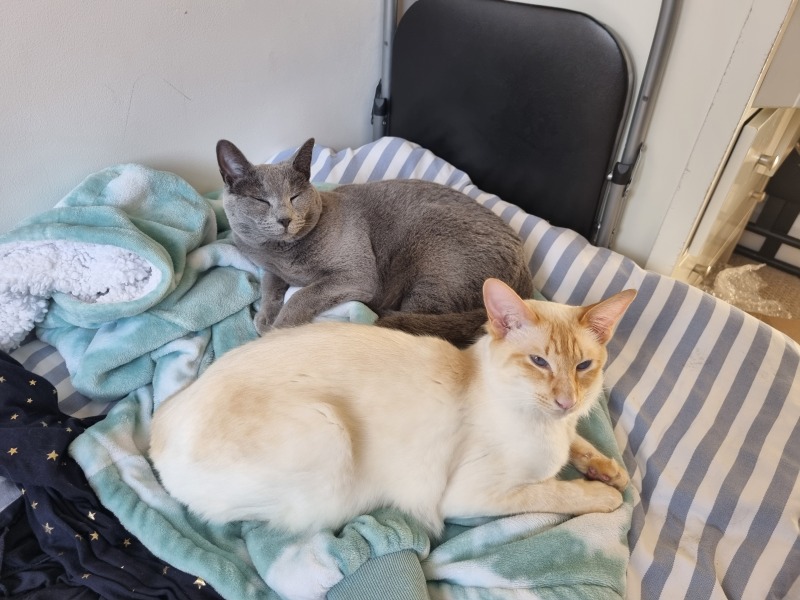 Help me choose a cat