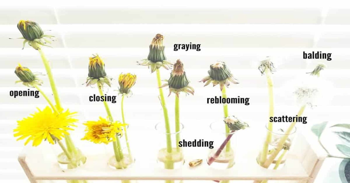 Dandelion clocks