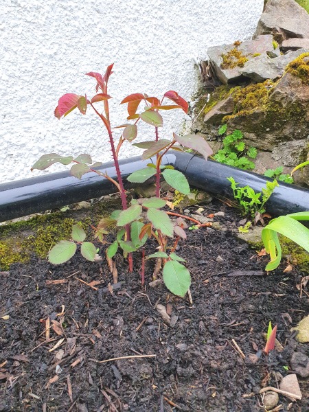 a rose question and a salvia question
