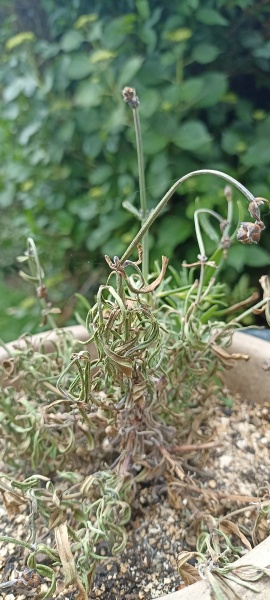Dying lavender
