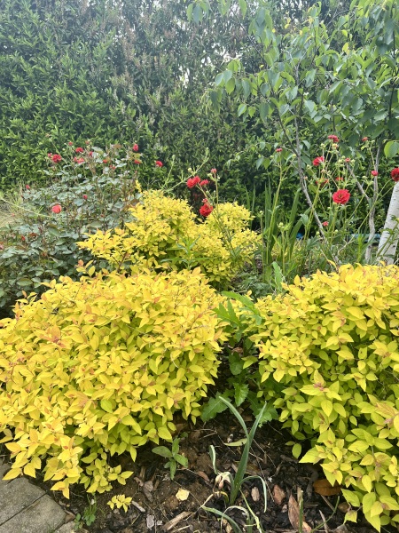 Are you able to ID this shrub?