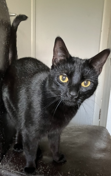 How many black cats...