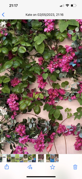 What is this plant please