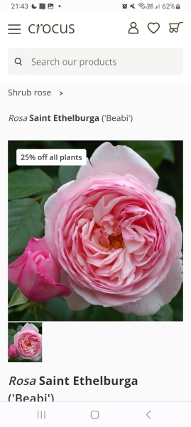 What's your favourite roses?