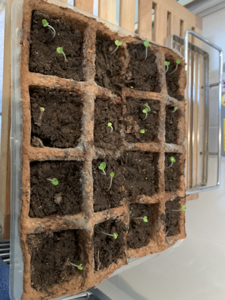 MsLatté’s Daebak Cybercafé (Kdrama addicts #40): The Filthy Noonas’ rapidly expanding flock gambol into spring with a giddiness only matched by Junkook’s drunken vlives