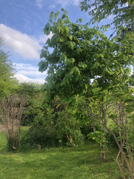 Horse Chestnut advice please?