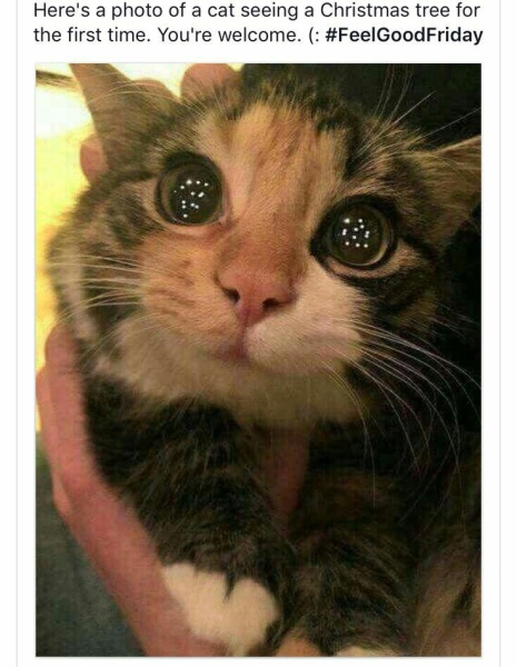 Dd ran away to be with trans lover and refuses to return