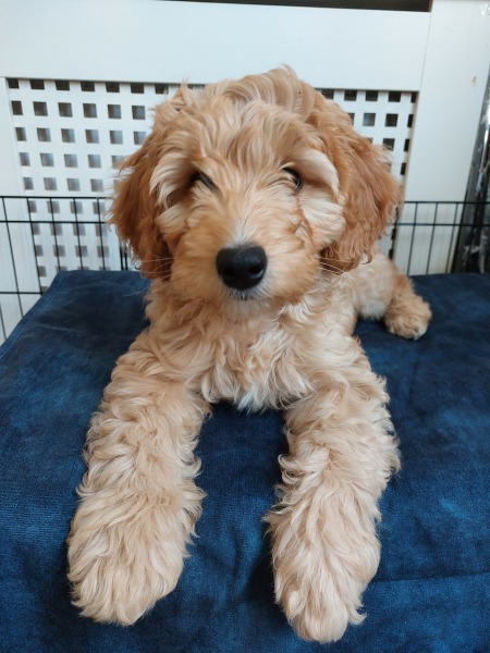 Puppy survival thread part 2