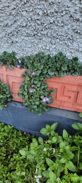 Ground creeping purple weed. 