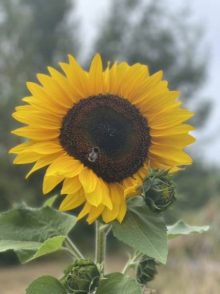 Happy Bee 🐝 day! Share your bee pictures 