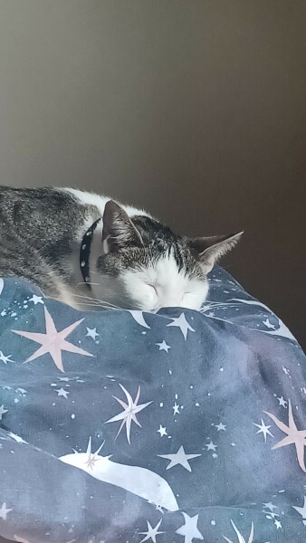 Let's have a happy thread. Show me your kitties.