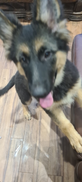 To think if you don't like my dogs barking at you get the hell off my drive