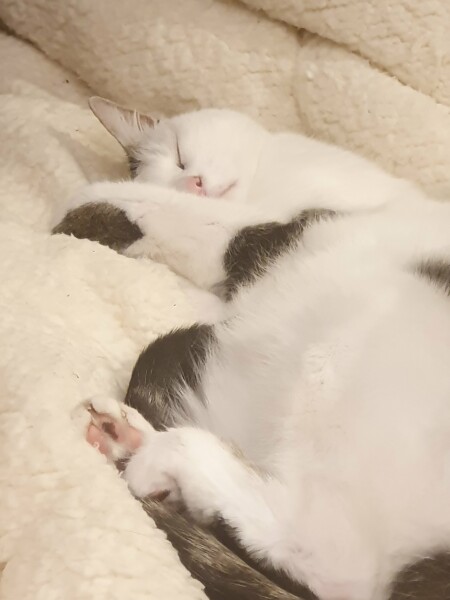 I love my cat too much is this normal 