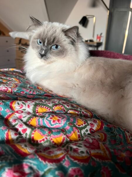 What are rag doll cats like? 