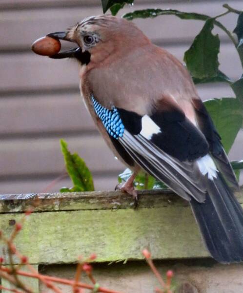 To tell you about the Merlin app - Shazam for birds?