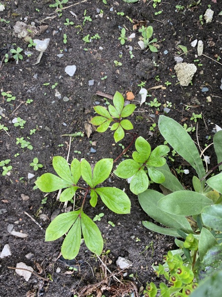 Have your peonies sprouted yet?