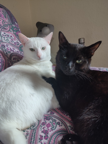 Let's have a happy thread. Show me your kitties.