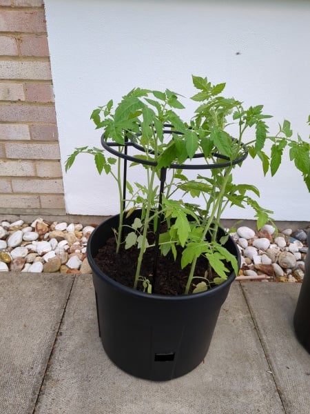 Countdown to Christmas 2023: get past the post-Christmas slump by thinking about the next one! (Thread 1.)