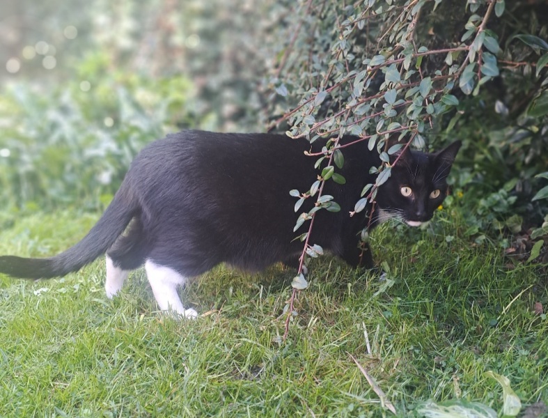 Stray cat isn't well