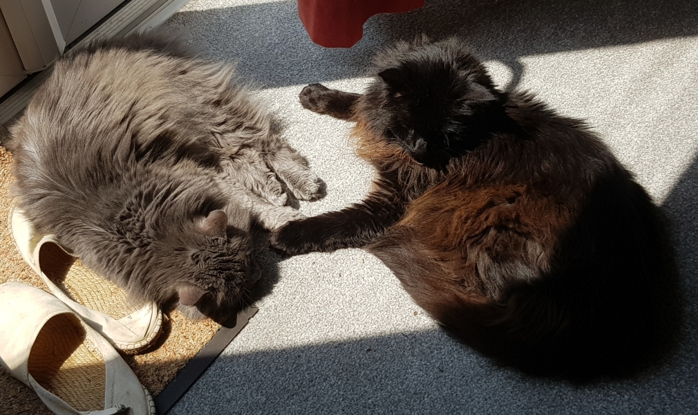 Cats used to be worshiped as Gods...