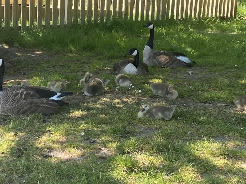 Come and tell me your dull and unexciting news 25: Calmly through the day 