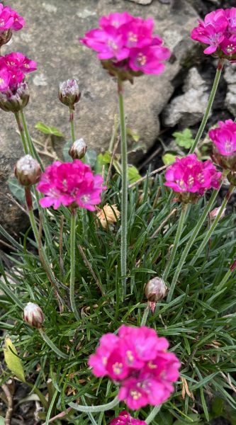 Can anyone identify this plant for me please? 