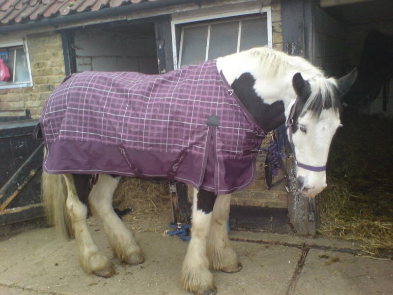 Are horses just giant puppies then? 