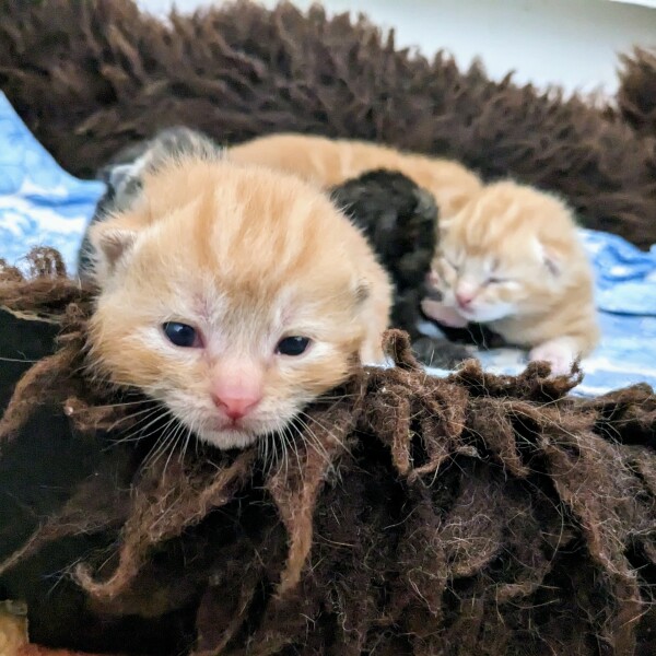 Names for ginger kittens - and more!
