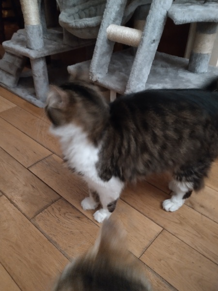 Let's have a happy thread. Show me your kitties.