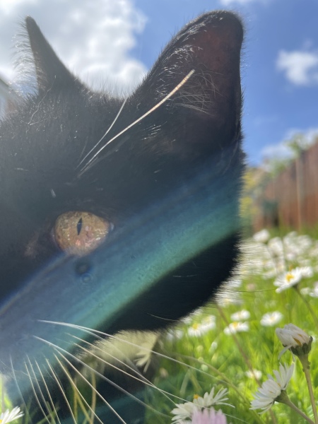 Stray cat isn't well