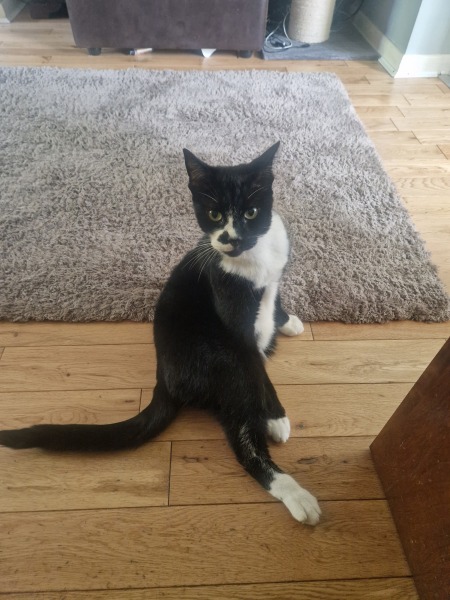 Cat overlord begging for food.