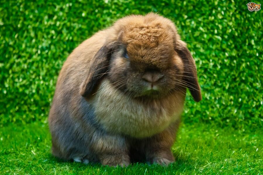 I am starting to enjoy fantasist threads and posters