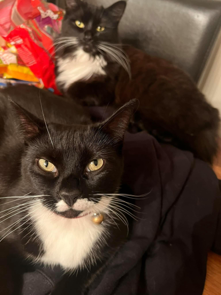 Do your cats have their own theme tunes?