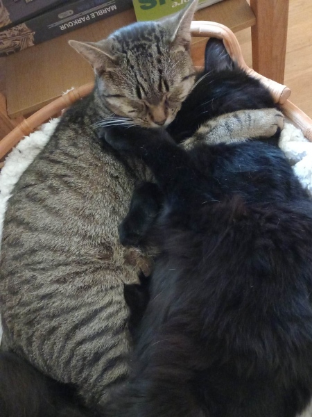 Let's have a happy thread. Show me your kitties.