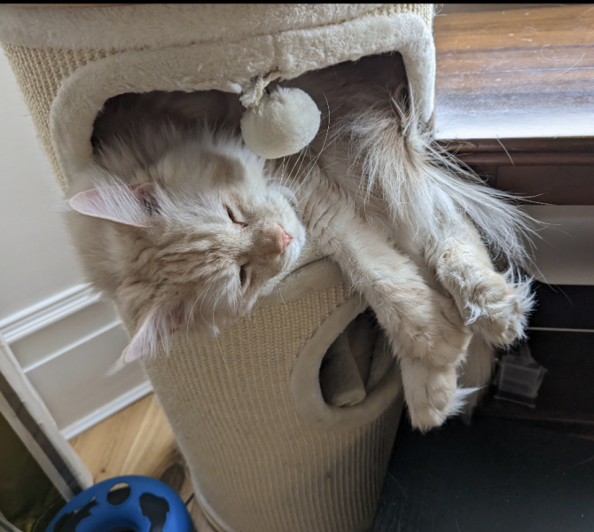 Is my Maine Coon fat?