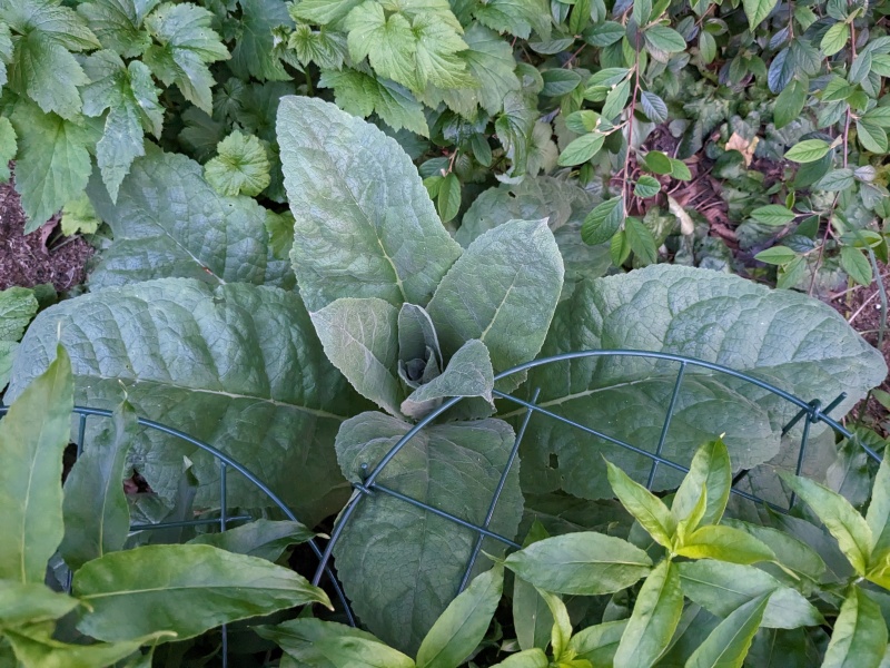 What is this monster??