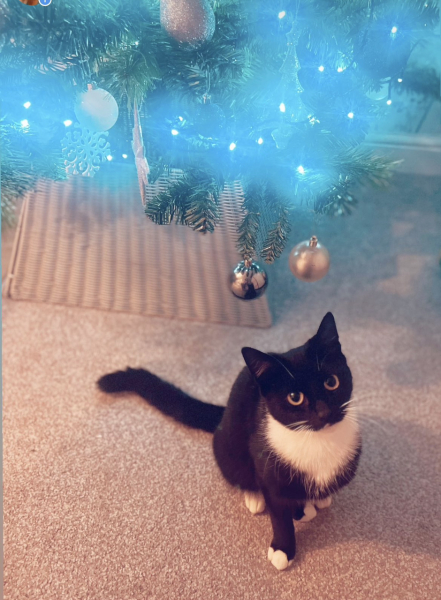 Newborn kittens sexing help!