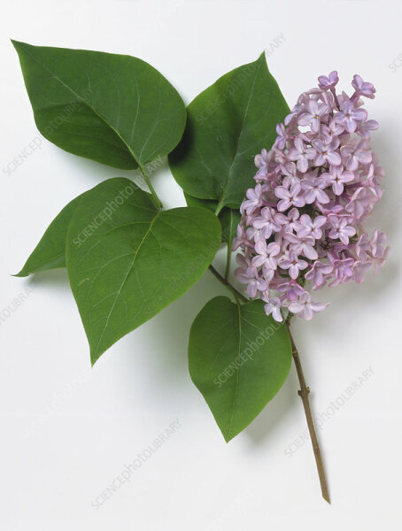 How can I make this discovered lilac tree bloom - if it is a lilac?