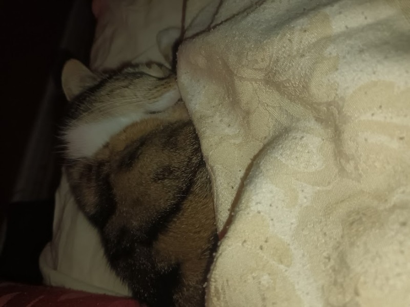 What time does your cat wake you up in the morning?