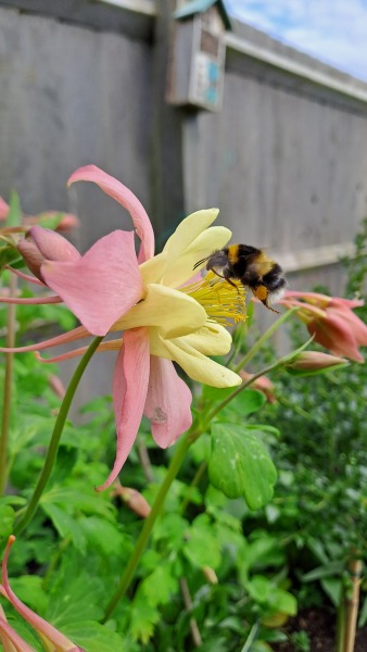 Happy Bee 🐝 day! Share your bee pictures 