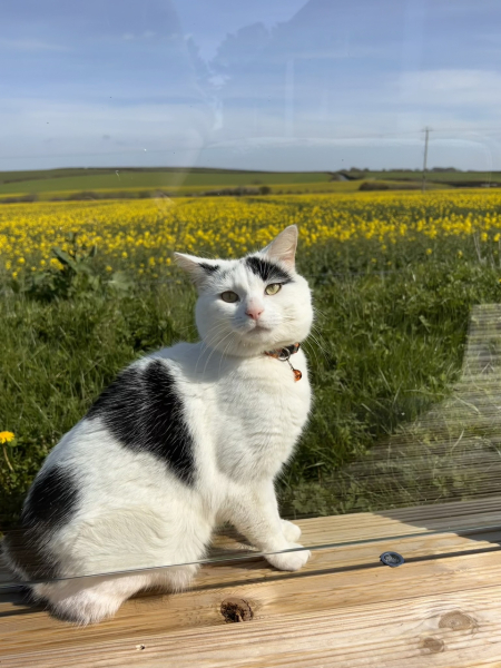 Let's have a happy thread. Show me your kitties.