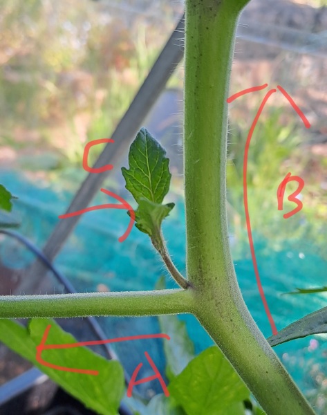 Which tomato shoot to pinch?