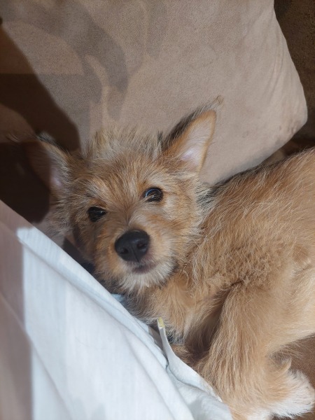 Puppy survival thread part 2